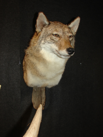 Coyote shoulder